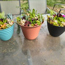 Succulent arrangement