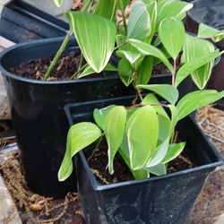 SOLOMON  SEAL  PlANTS