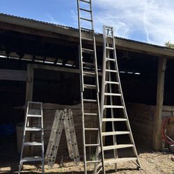 Orchard Ladder 12 ‘