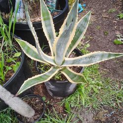 Arizona Agave Plant