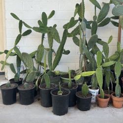 Varieties Of Velvet Opuntia Cactus Agave Succulent Plants, Prickly Pear