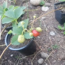 Strawberry plants 