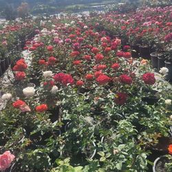 Rose Bush