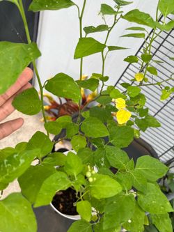 Hierba Mora plant