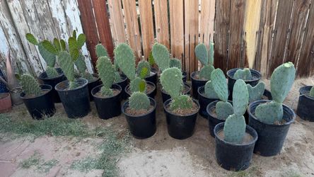 Nopal cactus pads