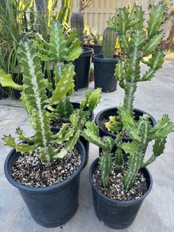 Euphorbia Lactea