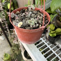 Variegated String Of Hearts Plant
