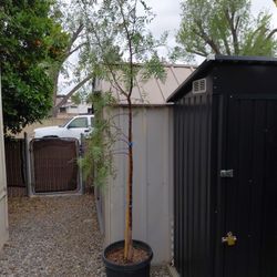 Shade Tree/CA False Pepper Tree/pirul/15gal