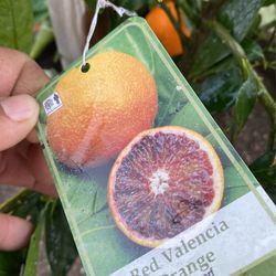 Red Valencia Orange 
