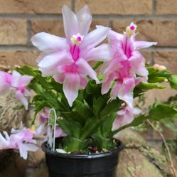 'White Flame' Holiday Cactus