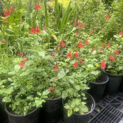 1gal Hot Lips Salvia —