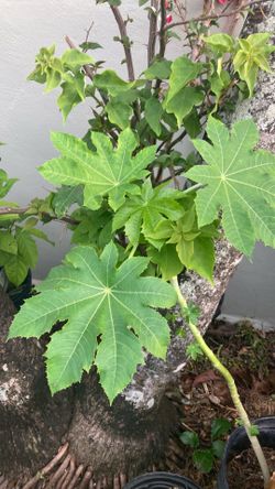 Plantas