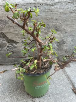 Arbolito de la abundancia