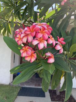 Plumeria Stem