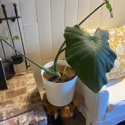 Large Elephant Ear Plant 