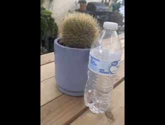 Beautiful Golden Barrel Cactus 🌵 