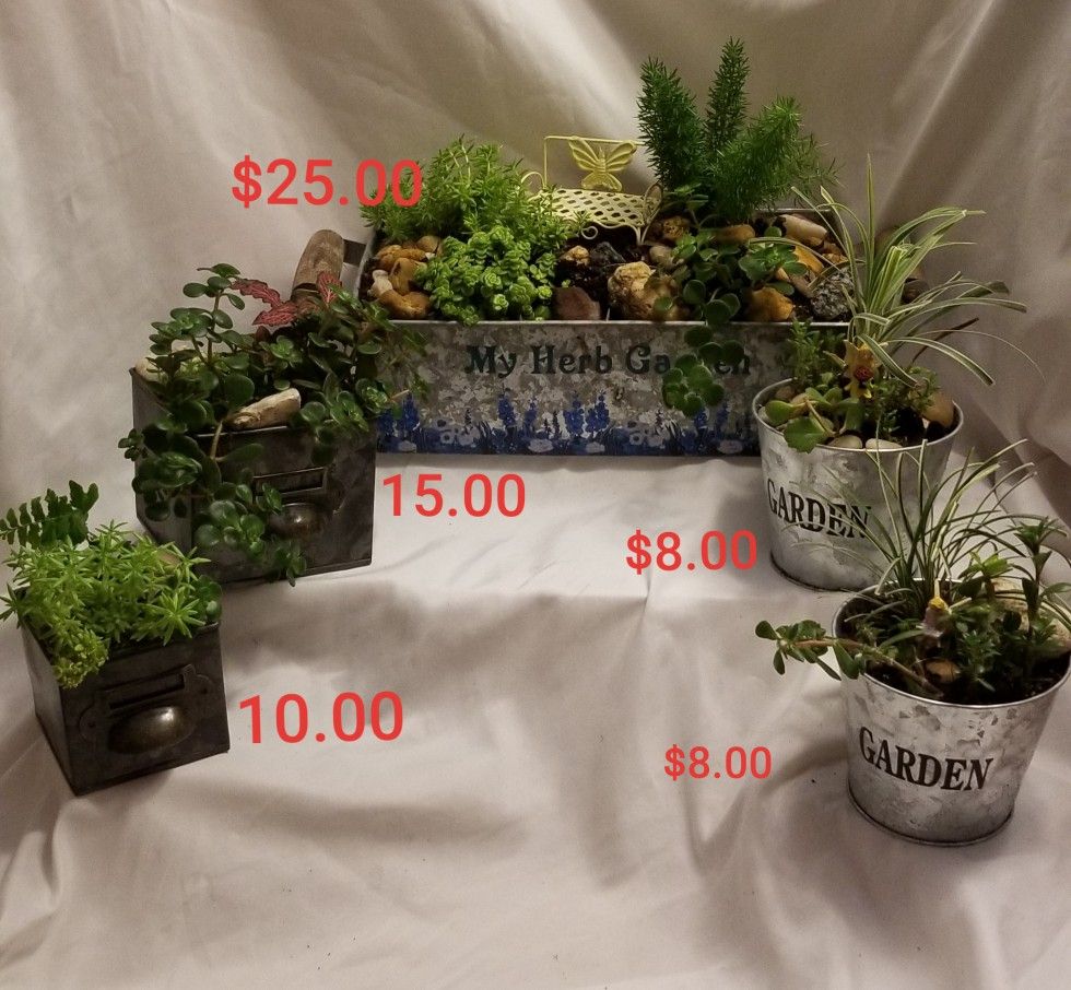 Mother's day plant arrangement s
