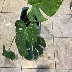 thai constellation monstera 8” Pot ,$650 Firm Price