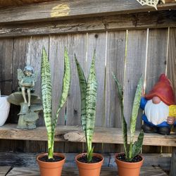 Indoor Mother-in-Law or Snake Plant