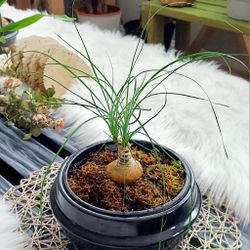 Living Plant 🌱 14"H Ponytail Palm (Symbolize Adaptability, Endurance, and Resilience) on 5"H Black Ceramic Pot ::: Indoor & Outdoor