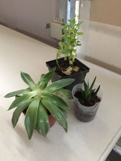 Plants total of 3 kinds