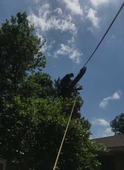Professional Tree Cutting/Trimming
