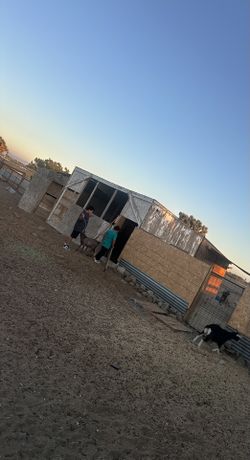 Grandes Y Chicas C*h*i*v*a*s. Big And Small House For Goats 