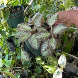 Hanging Tropical  Plants Available 6”