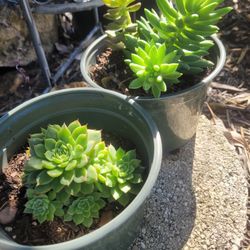 $7 suculenta plants 