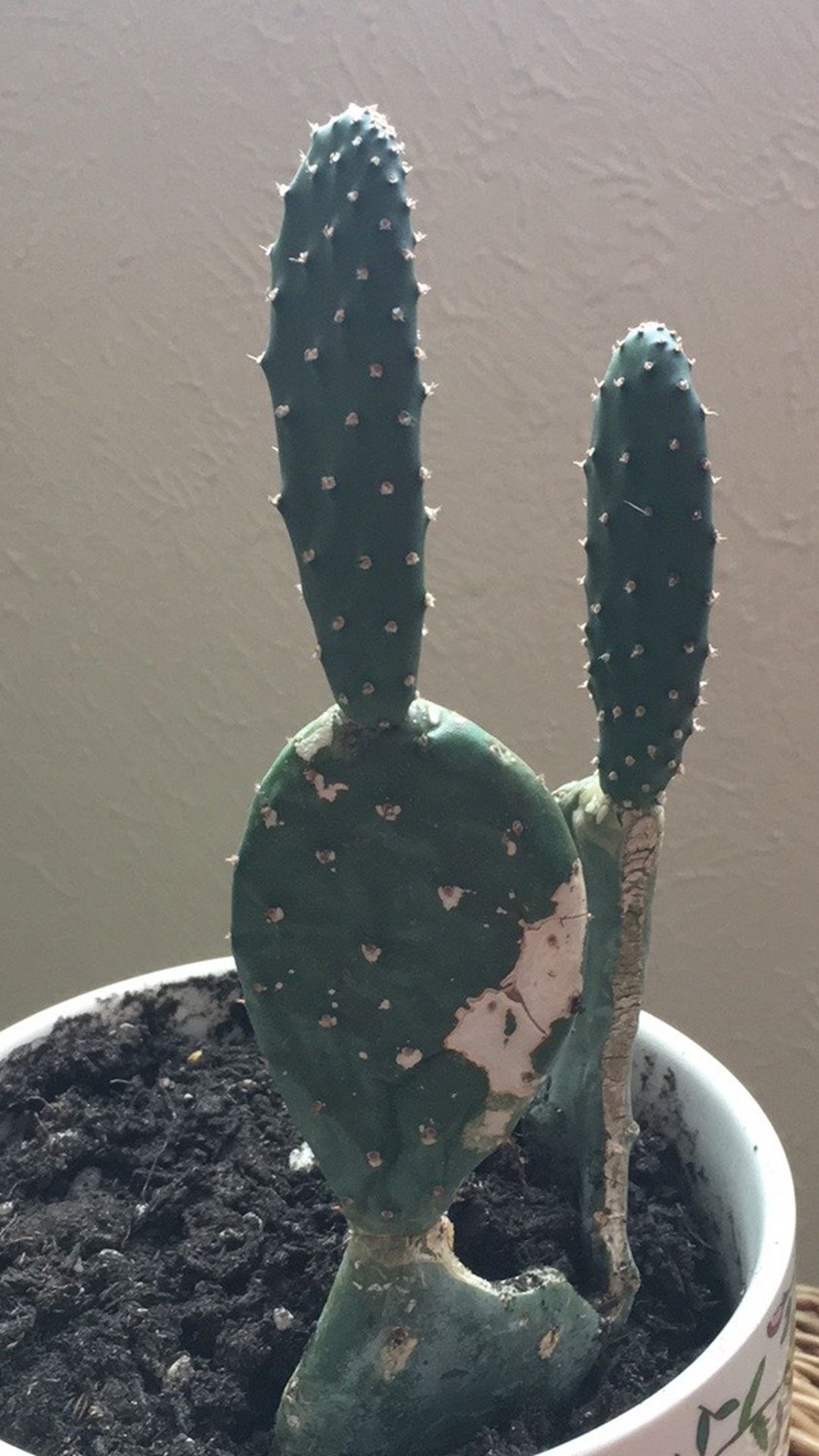 Super Cute Prickly Pear Cactus 6”