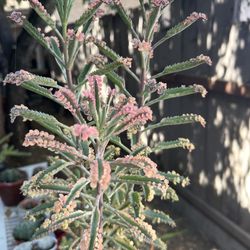 Pink Butterflie Mother Of Millions Kalanchoe Succulents 