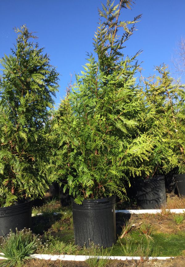 Plants for Sale in McMinnville, TN - OfferUp