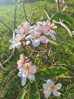 Gardena Plumeria Cutting Lot