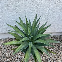 Agave Plant 