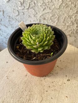 4 Inch Pot Succulent Plant - Sempervivum Soboliferum - Rolling Hen and Chicks - Rooted & Established - Drought Resistant 🪴