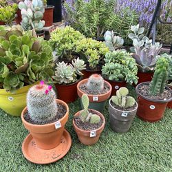 Variety Of Succulents & Cactus Plants 