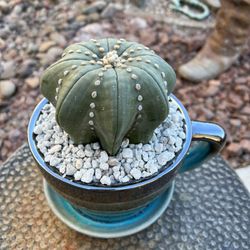 🌵 “Queen • Or • King Of Coffee!” Astrophytum Asterias Cactus • Rare Plants • Cacti 🌵 