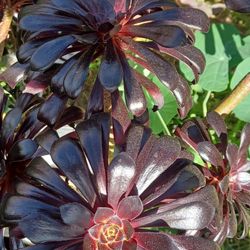 Aeonium Black Color Plant