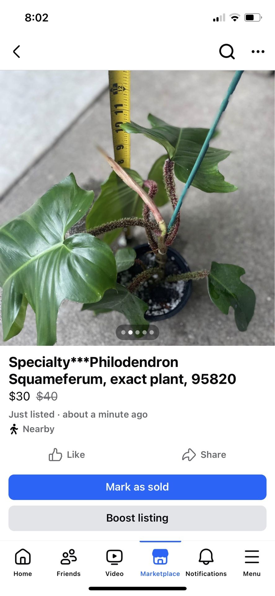 Philodendron Squameferum, Exact Plant, Now$30/was$40 Price Firm; 95820