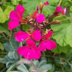 Geranium Cuttings