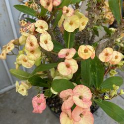 Corona De Cristo