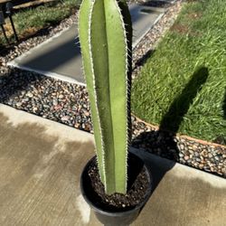 Cactus Plant (Mexican Fence Post)