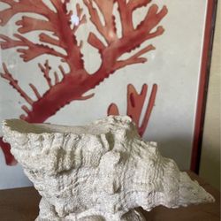 Coastal Seashell Decor 