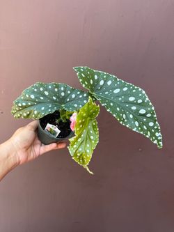 4” begonia flamingo queen