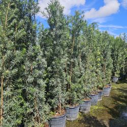 Podocarpus About 8 Feet Tall Instant Primary Hedge For Fence Green Full