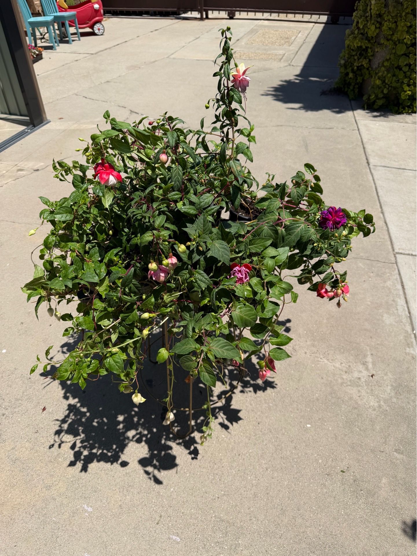4” Fucshia plant different colors ( big flowers )price is for each