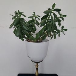 Beautiful MONEY Tree - Succulent 