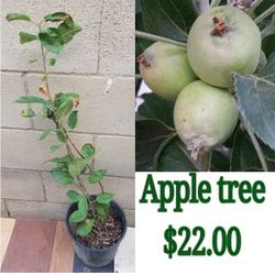 Apple Tree