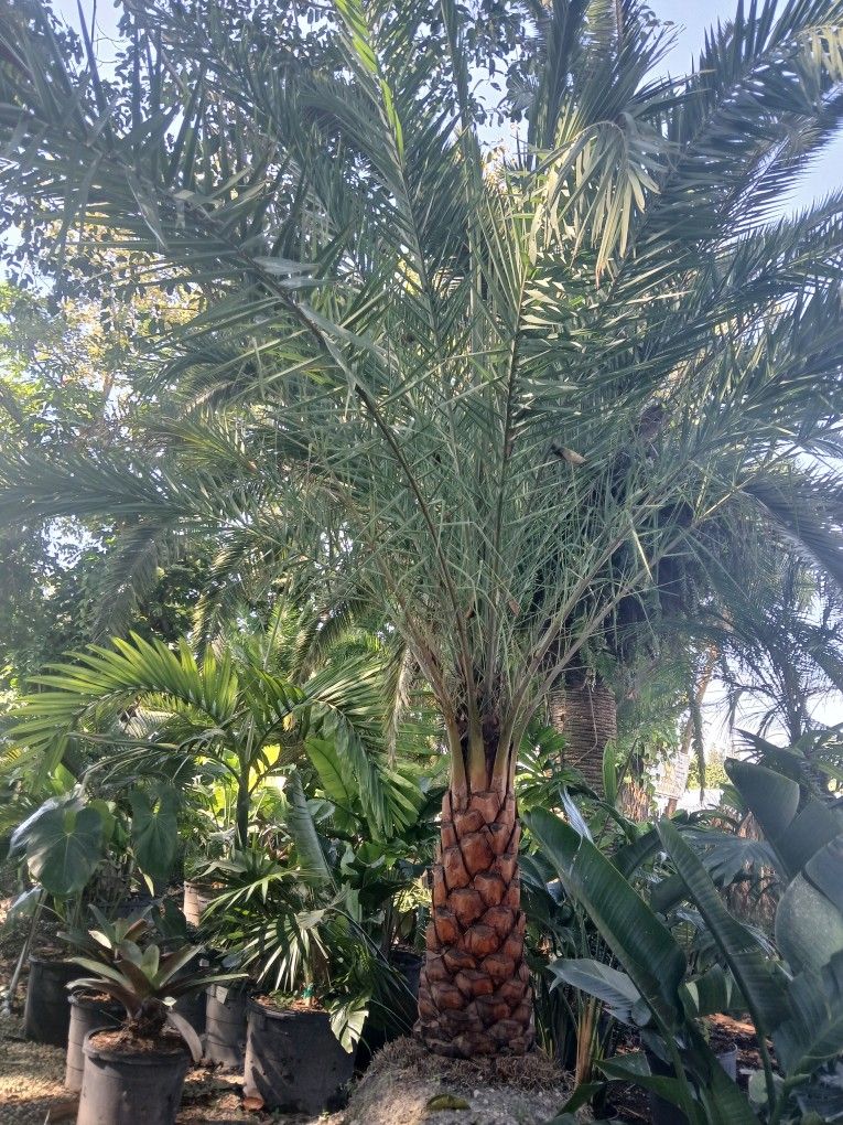 Sylvester Palm Sale‼️$200 Per Ft Of Trunk💎🌴Diamond Cut Included