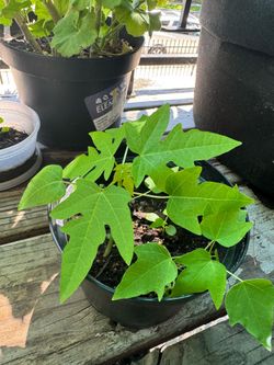 Papaya plants